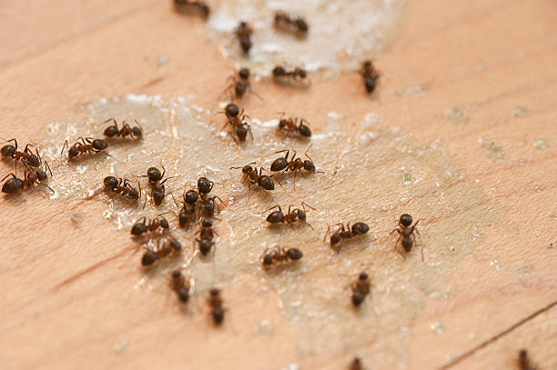 Best Ant Control Services  in Platteville, CO